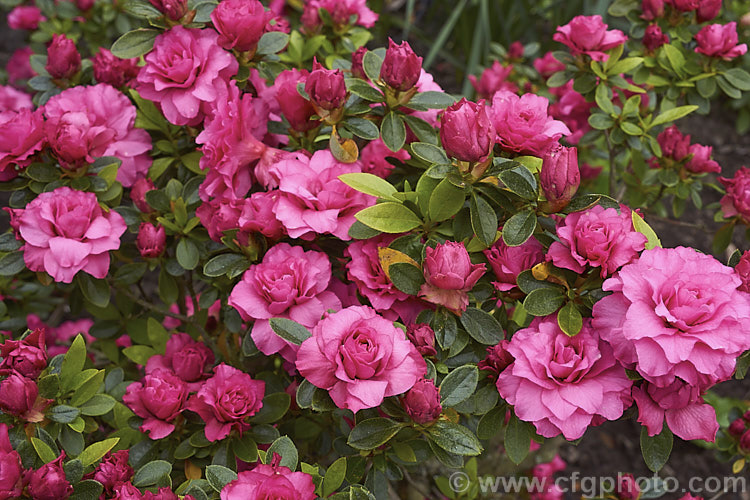 Rhododendron (evergreen azalea</i>) 'Anna Kehr' ('Triumphe' x 'Rosebud'), an August. Kehr (<i>North Carolina, USA) hybrid azalea raised from a 1978 cross. It has very fully double flowers in tight rosebud style