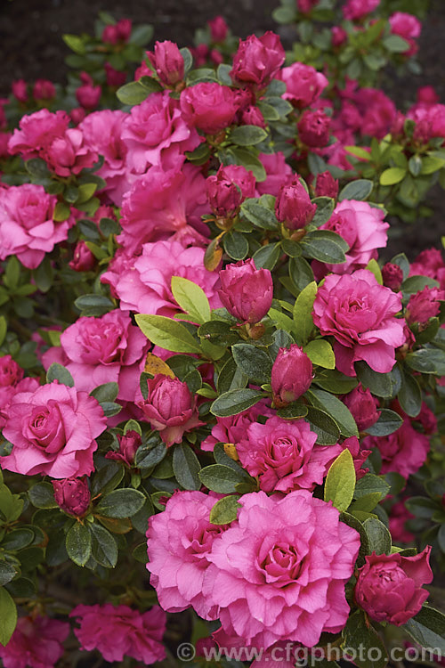 Rhododendron (evergreen azalea</i>) 'Anna Kehr' ('Triumphe' x 'Rosebud'), an August. Kehr (<i>North Carolina, USA) hybrid azalea raised from a 1978 cross. It has very fully double flowers in tight rosebud style