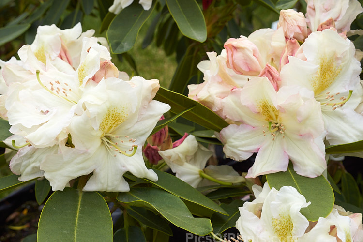 <i>Rhododendron</i> 'King's Milkmaid' (parentage unknown</i>), a New Zealand selection of a superior form of British hybrid 'Milkmaid'. It has large trusses of pink-tinted flower that open from deep pink bud. The throats of the flowers are gold-spotted. It grows to around 3m high and wide. Order: Ericales, Family: Ericaceae