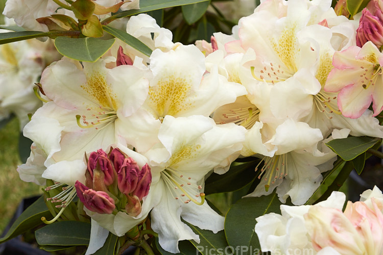 <i>Rhododendron</i> 'King's Milkmaid' (parentage unknown</i>), a New Zealand selection of a superior form of British hybrid 'Milkmaid'. It has large trusses of pink-tinted flower that open from deep pink bud. The throats of the flowers are gold-spotted. It grows to around 3m high and wide. Order: Ericales, Family: Ericaceae