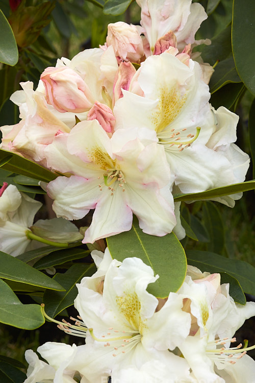 <i>Rhododendron</i> 'King's Milkmaid' (parentage unknown</i>), a New Zealand selection of a superior form of British hybrid 'Milkmaid'. It has large trusses of pink-tinted flower that open from deep pink bud. The throats of the flowers are gold-spotted. It grows to around 3m high and wide. Order: Ericales, Family: Ericaceae