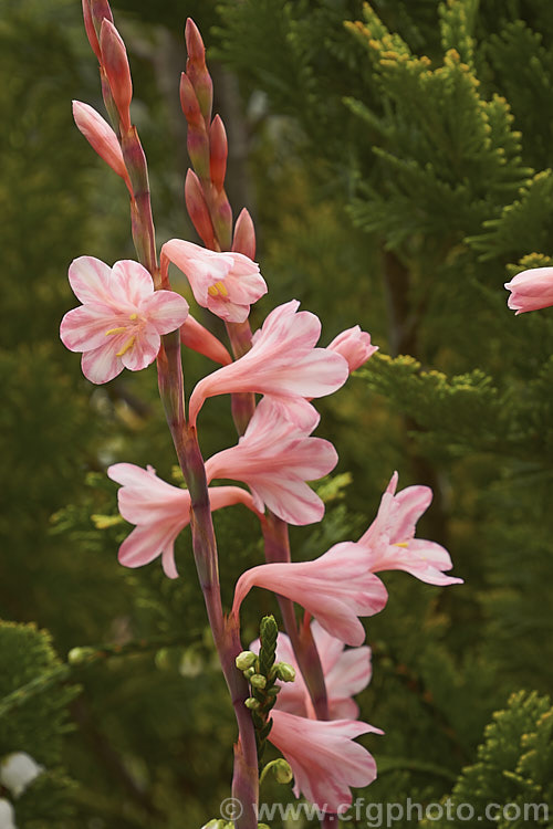 Watsonia parvifolia, a spring-flowering. South African corm. It grows to around 45cm tall and is rare in the wild and in cultivation. watsonia-2394htm'>Watsonia.