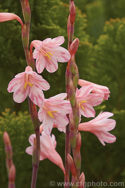 Watsonia parvifolia, a spring-flowering. South African corm. It grows to around 45cm tall and is rare in the wild and in cultivation. watsonia-2394htm'>Watsonia.