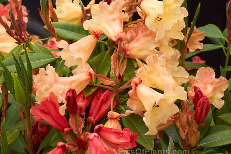 <i>Rhododendron</i> 'Jingle Bells' ('Fabia' x 'Ole Olson'), an American hybrid raised by Halfdan Lem and introduced in 1974 by James Elliot. It is often described as a compact bush, but with age it can exceed 2m high and wide. Order: Ericales, Family: Ericaceae