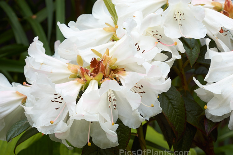 <i>Rhododendron</i> 'Princess Alice' (<i>Rhododendron ciliatum</i> x <i>Rhododendron edgeworthii</i>), a reasonably compact, fragrant-flowered hybrid raised by Veitch's Nursery of England around 1860. It grows to around 1.2m tall x 1.5m wide. Although an old hybrid it remains popular as it is one of the few of its type that does not sprawl and become 'leggy'. Order: Ericales, Family: Ericaceae