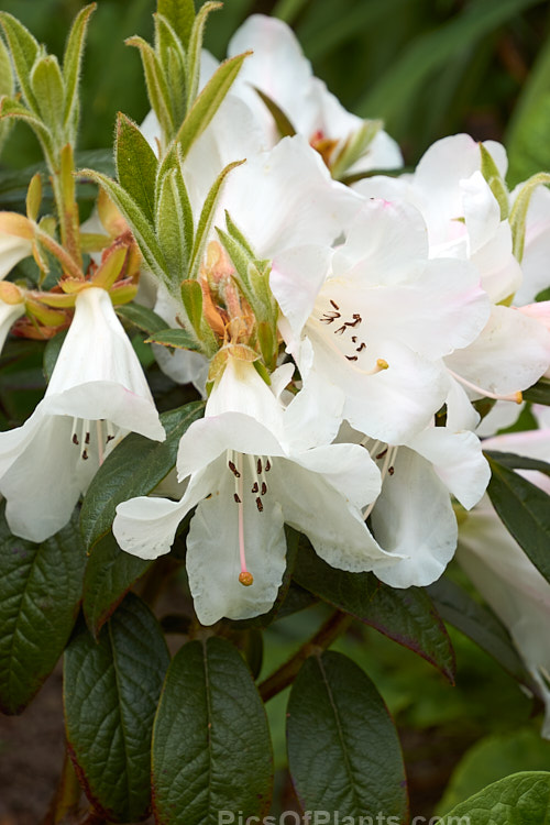 <i>Rhododendron</i> 'Princess Alice' (<i>Rhododendron ciliatum</i> x <i>Rhododendron edgeworthii</i>), a reasonably compact, fragrant-flowered hybrid raised by Veitch's Nursery of England around 1860. It grows to around 1.2m tall x 1.5m wide. Although an old hybrid it remains popular as it is one of the few of its type that does not sprawl and become 'leggy'. Order: Ericales, Family: Ericaceae