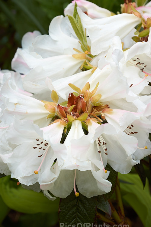 <i>Rhododendron</i> 'Princess Alice' (<i>Rhododendron ciliatum</i> x <i>Rhododendron edgeworthii</i>), a reasonably compact, fragrant-flowered hybrid raised by Veitch's Nursery of England around 1860. It grows to around 1.2m tall x 1.5m wide. Although an old hybrid it remains popular as it is one of the few of its type that does not sprawl and become 'leggy'. Order: Ericales, Family: Ericaceae