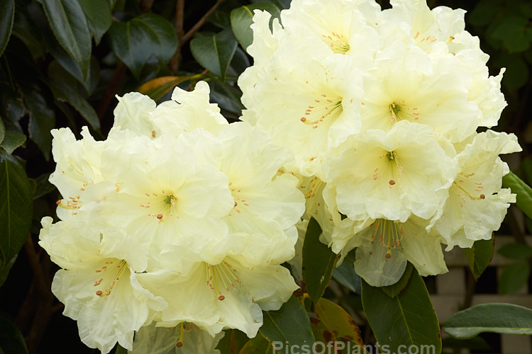 <i>Rhododendron</i> 'Lemon Lodge', ('Prelude' selfed</i>), a bushy, very pale yellow-flowered, New Zealand-raised hybrid introduced in 1972. It will eventually develop into a small tree, around 4m tall x 3m wide. Order: Ericales, Family: Ericaceae