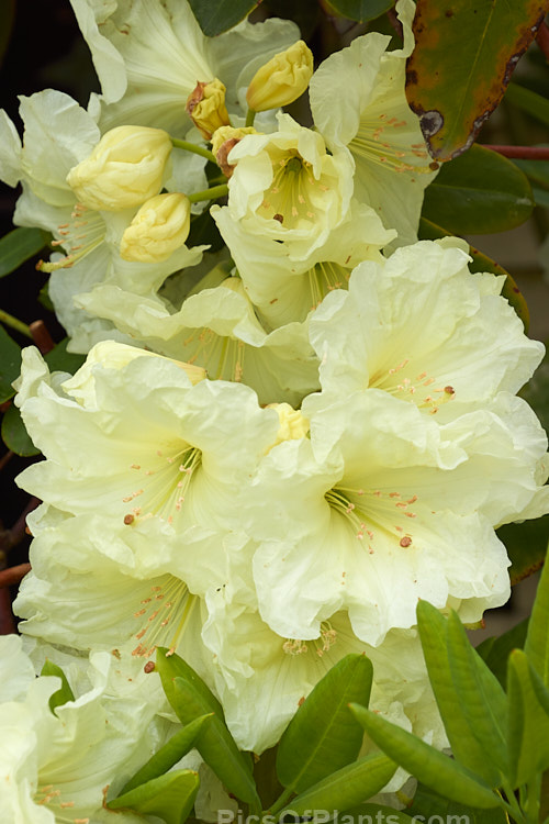 <i>Rhododendron</i> 'Lemon Lodge', ('Prelude' selfed</i>), a bushy, very pale yellow-flowered, New Zealand-raised hybrid introduced in 1972. It will eventually develop into a small tree, around 4m tall x 3m wide. Order: Ericales, Family: Ericaceae