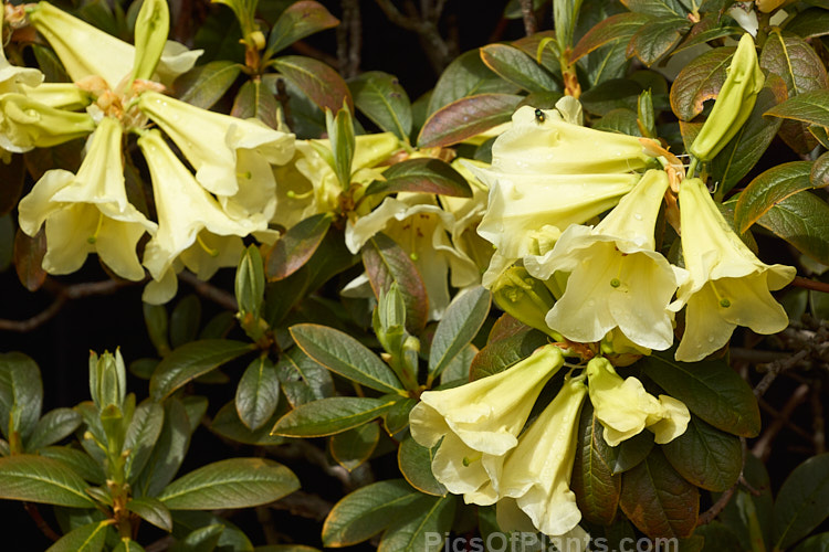 <i>Rhododendron</i> 'Michael's Pride' (<i>Rhododendron burmanicum</i> x <i>Rhododendron dalhousiae</i> var. <i>dalhousiae</i>), raised by Charles Michael at Caerhays in Cornwall and introduced in 1964, this medium-sized shrub has scented, lily-like cream flowers that open from greenish yellow buds. Order: Ericales, Family: Ericaceae