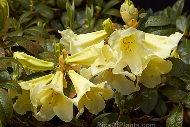 <i>Rhododendron</i> 'Michael's Pride' (<i>Rhododendron burmanicum</i> x <i>Rhododendron dalhousiae</i> var. <i>dalhousiae</i>), raised by Charles Michael at Caerhays in Cornwall and introduced in 1964, this medium-sized shrub has scented, lily-like cream flowers that open from greenish yellow buds. Order: Ericales, Family: Ericaceae
