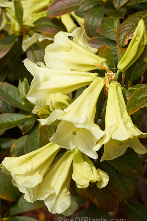 <i>Rhododendron</i> 'Michael's Pride' (<i>Rhododendron burmanicum</i> x <i>Rhododendron dalhousiae</i> var. <i>dalhousiae</i>), raised by Charles Michael at Caerhays in Cornwall and introduced in 1964, this medium-sized shrub has scented, lily-like cream flowers that open from greenish yellow buds. Order: Ericales, Family: Ericaceae
