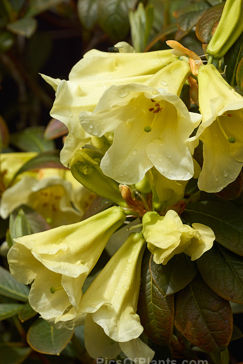 <i>Rhododendron</i> 'Michael's Pride' (<i>Rhododendron burmanicum</i> x <i>Rhododendron dalhousiae</i> var. <i>dalhousiae</i>), raised by Charles Michael at Caerhays in Cornwall and introduced in 1964, this medium-sized shrub has scented, lily-like cream flowers that open from greenish yellow buds. Order: Ericales, Family: Ericaceae
