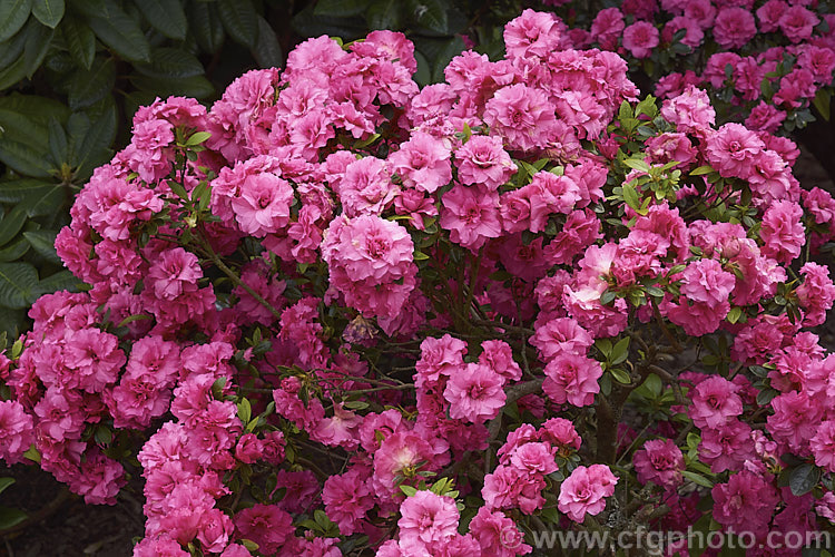 Rhododendron (evergreen azalea</i>) 'Anna Kehr' ('Triumphe' x 'Rosebud'), an August. Kehr (<i>North Carolina, USA) hybrid azalea raised from a 1978 cross. It has very fully double flowers in tight rosebud style