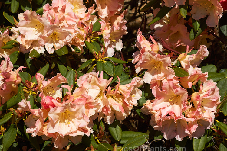 <i>Rhododendron</i> 'Apricot Road', a medium-sized New Zealand-raised hybrid with full, well-rounded trusses of beautifully toned flowers. Order: Ericales, Family: Ericaceae