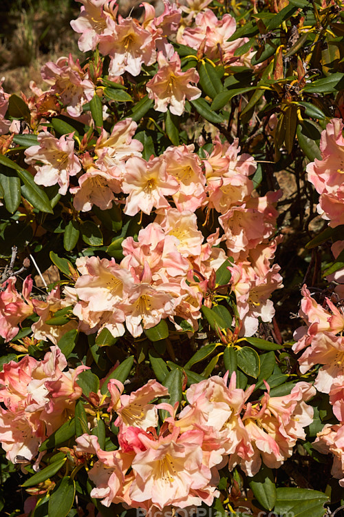 <i>Rhododendron</i> 'Apricot Road', a medium-sized New Zealand-raised hybrid with full, well-rounded trusses of beautifully toned flowers. Order: Ericales, Family: Ericaceae