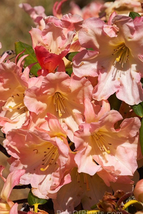 <i>Rhododendron</i> 'Apricot Road', a medium-sized New Zealand-raised hybrid with full, well-rounded trusses of beautifully toned flowers. Order: Ericales, Family: Ericaceae