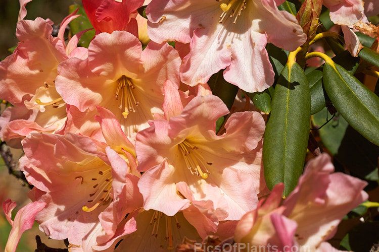<i>Rhododendron</i> 'Apricot Road', a medium-sized New Zealand-raised hybrid with full, well-rounded trusses of beautifully toned flowers. Order: Ericales, Family: Ericaceae