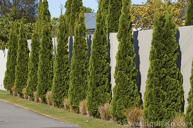 Thuja occidentalis 'Fastigiata', a columnar to pyramidal cultivar of an eastern North American coniferous tree 'Fastigiata' grows to around 7m tall, is among the most widely planted. Thuja cultivars and is often used as hedging or for lining drives and walks. Order: Pinales, Family: Cupressaceae