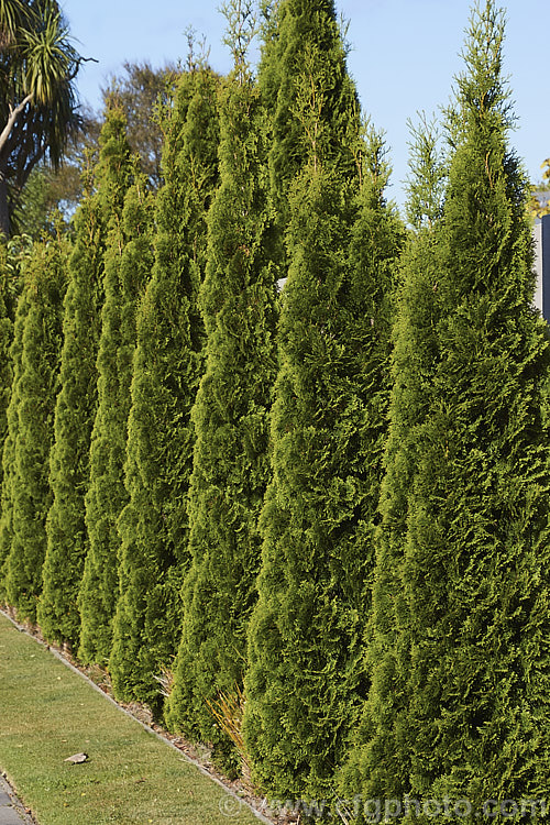 Thuja occidentalis 'Fastigiata', a columnar to pyramidal cultivar of an eastern North American coniferous tree 'Fastigiata' grows to around 7m tall, is among the most widely planted. Thuja cultivars and is often used as hedging or for lining drives and walks. Order: Pinales, Family: Cupressaceae