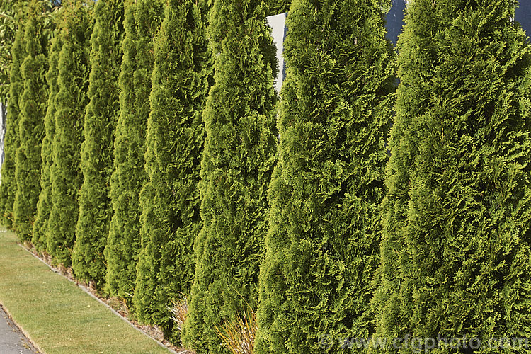 Thuja occidentalis 'Fastigiata', a columnar to pyramidal cultivar of an eastern North American coniferous tree 'Fastigiata' grows to around 7m tall, is among the most widely planted. Thuja cultivars and is often used as hedging or for lining drives and walks. Order: Pinales, Family: Cupressaceae