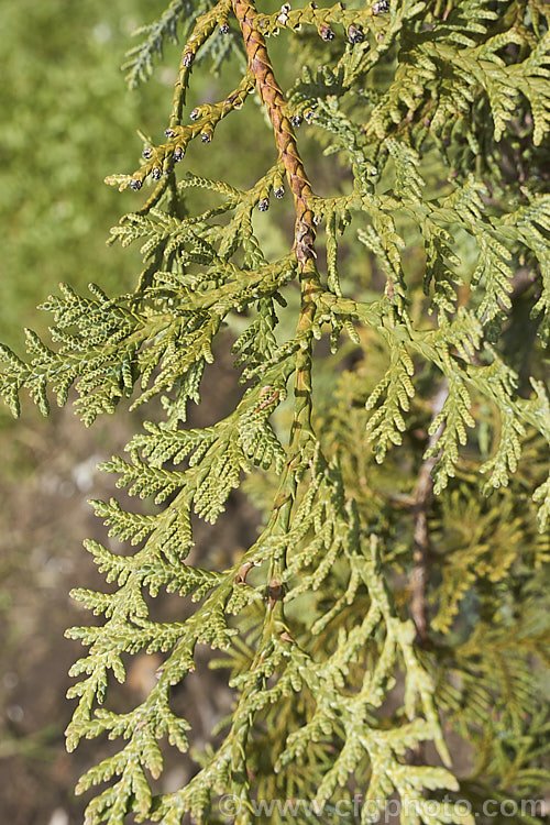 The spring foliage of the Korean Thuja (<i>Thuja koraiensis</i>), an evergreen conifer native to northern Korea and neighbouring parts of China. It is a small tree, up to 10m tall, with blue-tinted foliage that has conspicuous silvery-white stomatal bands on the undersides. Order: Pinales, Family: Cupressaceae