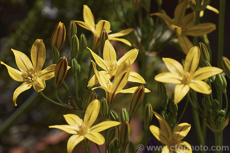 Prettyface or Golden Star (<i>Triteleia ixioides</i>). A spring-flowering cormous perennial native to California and southwestern Oregon. Each corm produces just one or two narrow strappy leaves, up to 50cm long, and the flower stems is up to 80cm tall triteleia-2025htm'>Triteleia.