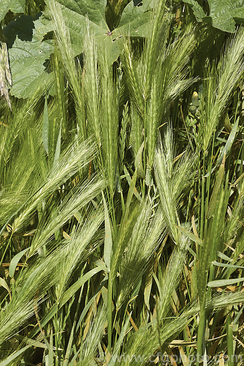Mediterranean. Barley or Knee. Barley (<i>Hordeum marinum subsp. gussoneanum [syn. Critesion marinum subsp. gussoneanum]), an annual grass originally native to the Mediterranean area but now widely naturalised in the temperate zones. It is not cultivated, has a reputation as a vector for rust fungus and is usually seen a weed around the edge of pastures or on rough ground. hordeum-2292htm'>Hordeum. .