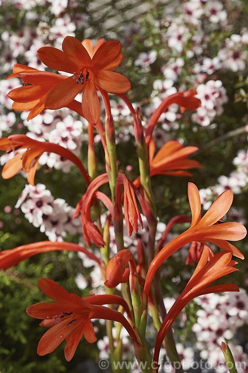 Bulbil. Bugle. Lily (<i>Watsonia meriana</i>), a spring-flowering corm found in South Africa, from Namaqualand to Bredasdorp. In addition to the orange flowers and the seed capsules, the flower stems can also produce bulbils and this ready form of reproduction makes this species somewhat invasive in suitable climates. watsonia-2394htm'>Watsonia.