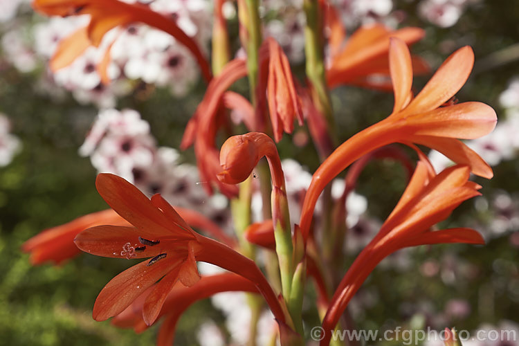 Bulbil. Bugle. Lily (<i>Watsonia meriana</i>), a spring-flowering corm found in South Africa, from Namaqualand to Bredasdorp. In addition to the orange flowers and the seed capsules, the flower stems can also produce bulbils and this ready form of reproduction makes this species somewhat invasive in suitable climates. watsonia-2394htm'>Watsonia.