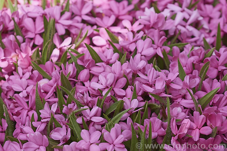 Rhodohypoxis deflexa, a spreading. South African perennial with hairy, rather grass-like stems and masses of bright flowers in spring. It occurs naturally in the Drakensberg. Mountains and is generally smaller in all parts than the more commonly cultivated. Rhodohypoxis bauri. The species typically has deep pinkish red flowers but garden forms also occur in all pink shades and white. rhodohypoxis-3260htm'>Rhodohypoxis. <a href='hypoxidaceae-plant-family-photoshtml'>Hypoxidaceae</a>.