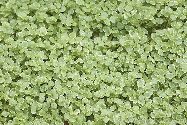 Silver Baby's Tears (<i>Soleirolia soleirolii 'Variegata' [syns 'Argentea', 'Silver Queen']), one of the many cultivars of a creeping perennial native to the islands of the western Mediterranean. A popular house and outdoor plant. soleirolia-3318htm'>Soleirolia. <a href='urticaceae-plant-family-photoshtml'>Urticaceae</a>.