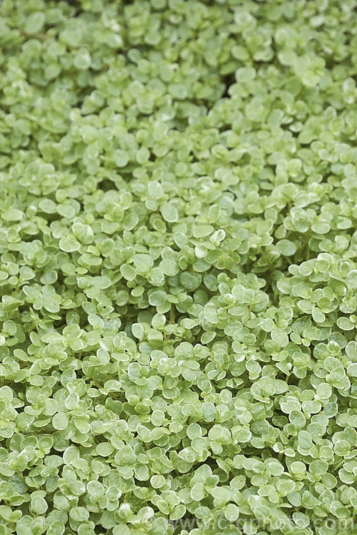 Silver Baby's Tears (<i>Soleirolia soleirolii 'Variegata' [syns 'Argentea', 'Silver Queen']), one of the many cultivars of a creeping perennial native to the islands of the western Mediterranean. A popular house and outdoor plant. soleirolia-3318htm'>Soleirolia. <a href='urticaceae-plant-family-photoshtml'>Urticaceae</a>.