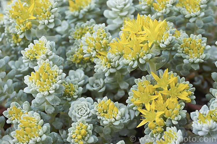 Sedum spathulifolium 'Cape. Blanco', a heavy flowering cultivar of the Spoon-leaved Stonecrop or Pacific. Stonecrop, a low, spreading, perennial succulent from western North America. It produces heads of tiny golden yellow flowers. sedum-2492htm'>Sedum. <a href='crassulaceae-plant-family-photoshtml'>Crassulaceae</a>.