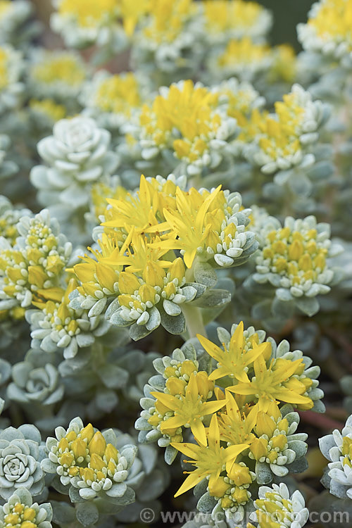 Sedum spathulifolium 'Cape. Blanco', a heavy flowering cultivar of the Spoon-leaved Stonecrop or Pacific. Stonecrop, a low, spreading, perennial succulent from western North America. It produces heads of tiny golden yellow flowers. sedum-2492htm'>Sedum. <a href='crassulaceae-plant-family-photoshtml'>Crassulaceae</a>.