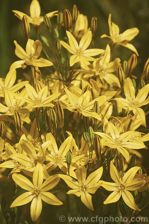 Prettyface or Golden Star (<i>Triteleia ixioides</i>). A spring-flowering cormous perennial native to California and southwestern Oregon. Each corm produces just one or two narrow strappy leaves, up to 50cm long, and the flower stems is up to 80cm tall triteleia-2025htm'>Triteleia.