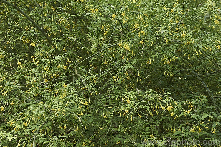 Italian Yellow Jasmine (<i>Jasminum humile</i>), an evergreen, scrambling or semi-climbing shrub, which despite its common name is found in various forms from the Middle. East to China and Burma. Its flowers appear mainly in summer but can occur at any time and are only slightly scented. jasminum-2201htm'>Jasminum. <a href='oleaceae-plant-family-photoshtml'>Oleaceae</a>.