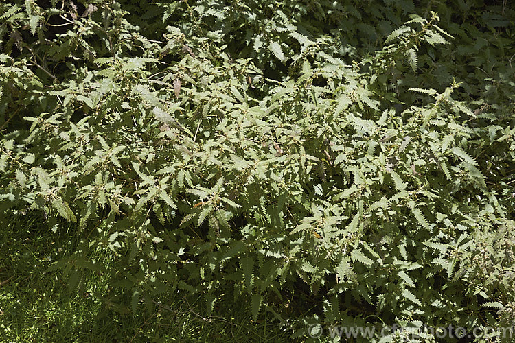 Tree Nettle or Ongaonga (<i>Urtica ferox</i>), a shrubby stinging nettle native to New Zealand. The large spines contain an irritant that can cause serious reactions in people badly stung or allergic to it. umbilicus-2793htm'>Urtica. <a href='urticaceae-plant-family-photoshtml'>Urticaceae</a>.