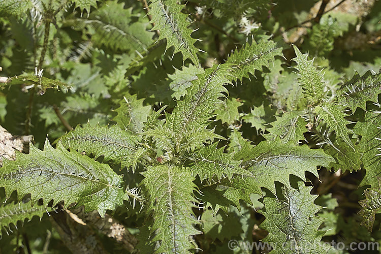Tree Nettle or Ongaonga (<i>Urtica ferox</i>), a shrubby stinging nettle native to New Zealand. The large spines contain an irritant that can cause serious reactions in people badly stung or allergic to it. umbilicus-2793htm'>Urtica. <a href='urticaceae-plant-family-photoshtml'>Urticaceae</a>.