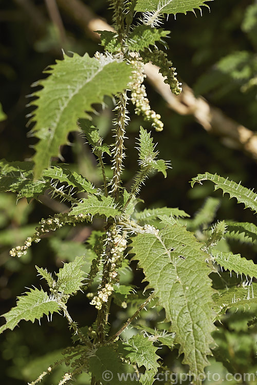 Tree Nettle or Ongaonga (<i>Urtica ferox</i>), a shrubby stinging nettle native to New Zealand. The large spines contain an irritant that can cause serious reactions in people badly stung or allergic to it. umbilicus-2793htm'>Urtica. <a href='urticaceae-plant-family-photoshtml'>Urticaceae</a>.