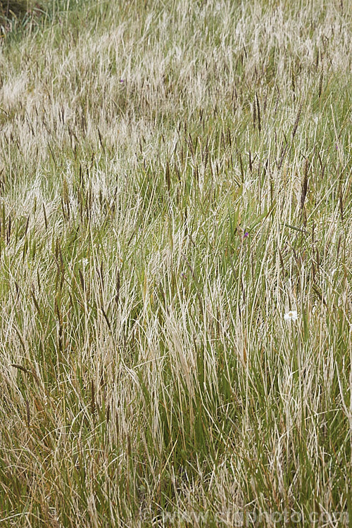 Bearded. Fescue or Fringed. Fescue (<i>Vulpia ciliata</i>), an annual grass that flowers in spring and which is largely dried off by summer. Originally a Eurasian species, it is now widely naturalised in the temperate zones. vulpia-2929htm'>Vulpia. .