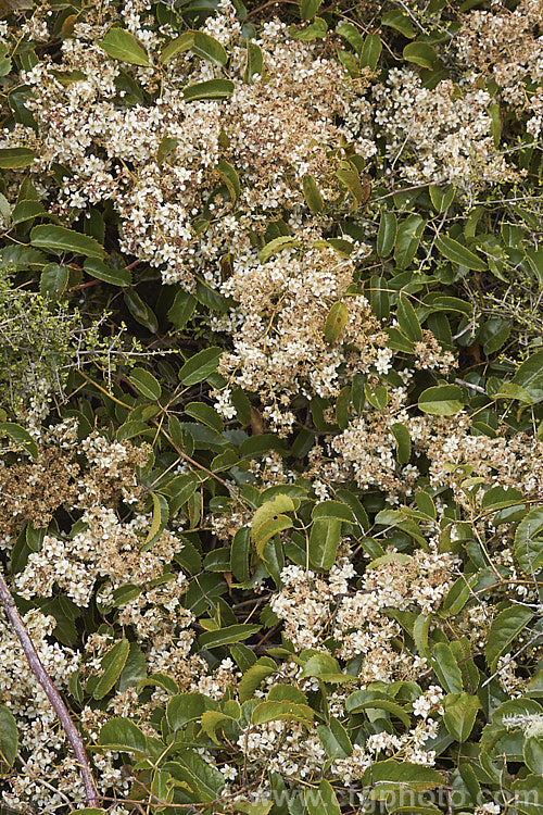 Bush Lawyer or Tataramoa (<i>Rubus cissoides</i>), an evergreen to deciduous vine native to New Zealand, where it occurs through most of the country. It can climb to 9m or more and the stems and undersides of the leaf midrib bear very sharp, recurved spines. The white flowers shown here are up to 12mm diameter, open in spring and followed by red-tinted orange fruits.