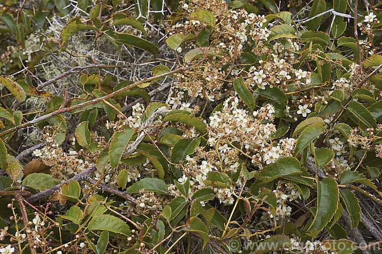 Bush Lawyer or Tataramoa (<i>Rubus cissoides</i>), an evergreen to deciduous vine native to New Zealand, where it occurs through most of the country. It can climb to 9m or more and the stems and undersides of the leaf midrib bear very sharp, recurved spines. The white flowers shown here are up to 12mm diameter, open in spring and followed by red-tinted orange fruits.
