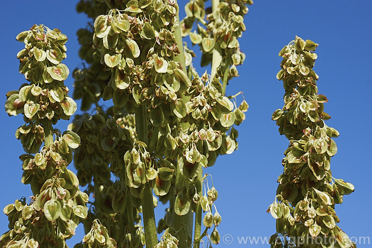 The seedheads of Rhubarb (<i>Rheum x cultorum</i>), a rhizomatous perennial grown for its edible leaf stalks, which are red when ready to eat. It dies away completely in autumn but develops rapidly from late winter