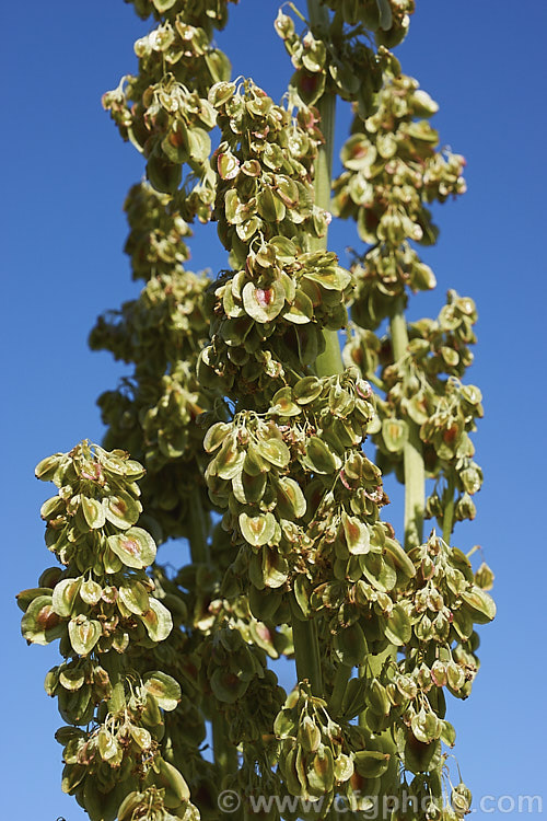 The seedheads of Rhubarb (<i>Rheum x cultorum</i>), a rhizomatous perennial grown for its edible leaf stalks, which are red when ready to eat. It dies away completely in autumn but develops rapidly from late winter