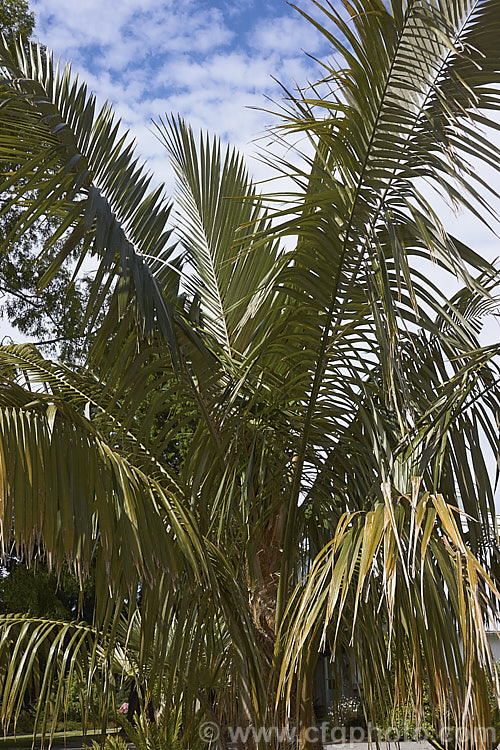 Bolivian. Mountain Coconut or Palma de Pasobaya (<i>Parajubaea torallyi</i>), a feather palm endemic to Bolivia where it grows at elevations of 2400-3400m. It is surprisingly frost hardy despite its tropical appearance and it large coconut-like fruits are a feature of mature plants, which can be up to 13m tall parajubaea-2475htm'>Parajubaea.