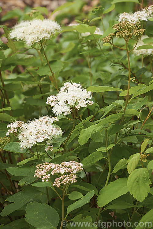Dwarf Birchleaf. Spirea (<i>Spiraea betulifolia var. corymbosa</i>), a compact natural variety of a 60-90cm high and wide, late spring- to early summer-flowering deciduous shrub native to the eastern United States. The flowers are typically white but sometimes show a faint pink tint when in bud and when first open. spiraea-3326htm'>Spiraea.