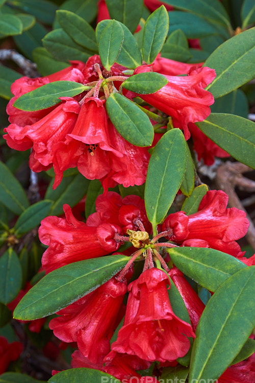 <i>Rhododendron</i> 'Burning Bush' (<i>Rhododendron haematodes</i> x <i>Rhododendron dichroanthum</i>), a low, spreading shrub raised by Rothschild of England in 1934. Order: Ericales, Family: Ericaceae