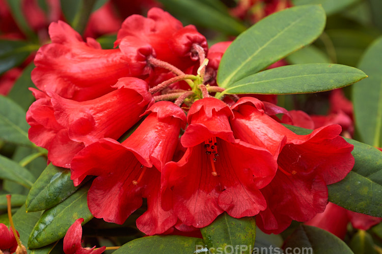 <i>Rhododendron</i> 'Burning Bush' (<i>Rhododendron haematodes</i> x <i>Rhododendron dichroanthum</i>), a low, spreading shrub raised by Rothschild of England in 1934. Order: Ericales, Family: Ericaceae