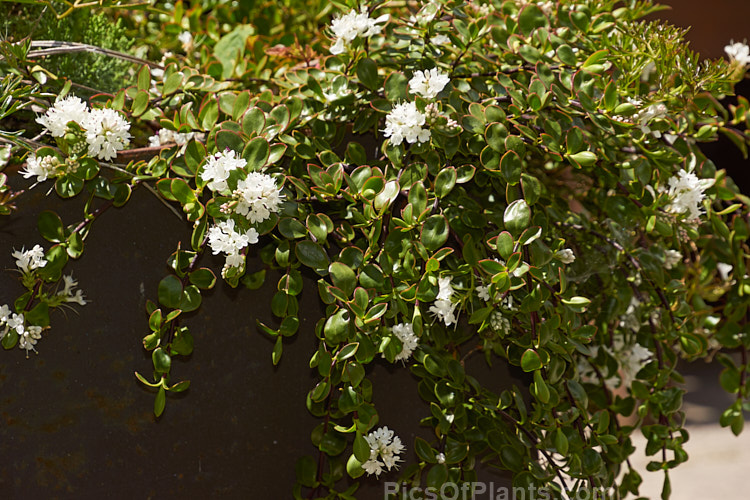 <i>Veronica decumbens</i> (syn. <i>Hebe decumbens</i>), an evergreen, early-summer-flowering shrub found in the subalpine and low alpine regions (at elevations of 450-1370m</i>) of the northern half of the South Island of New Zealand. It has a low, spreading habit but can mound up to over 30cm high. Order: Lamiales, Family: Plantaginaceae